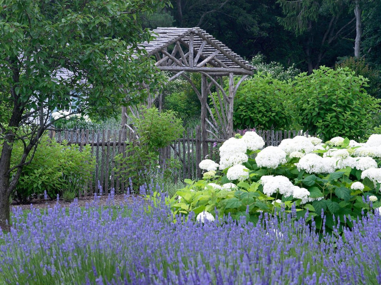Аллиум и котовник