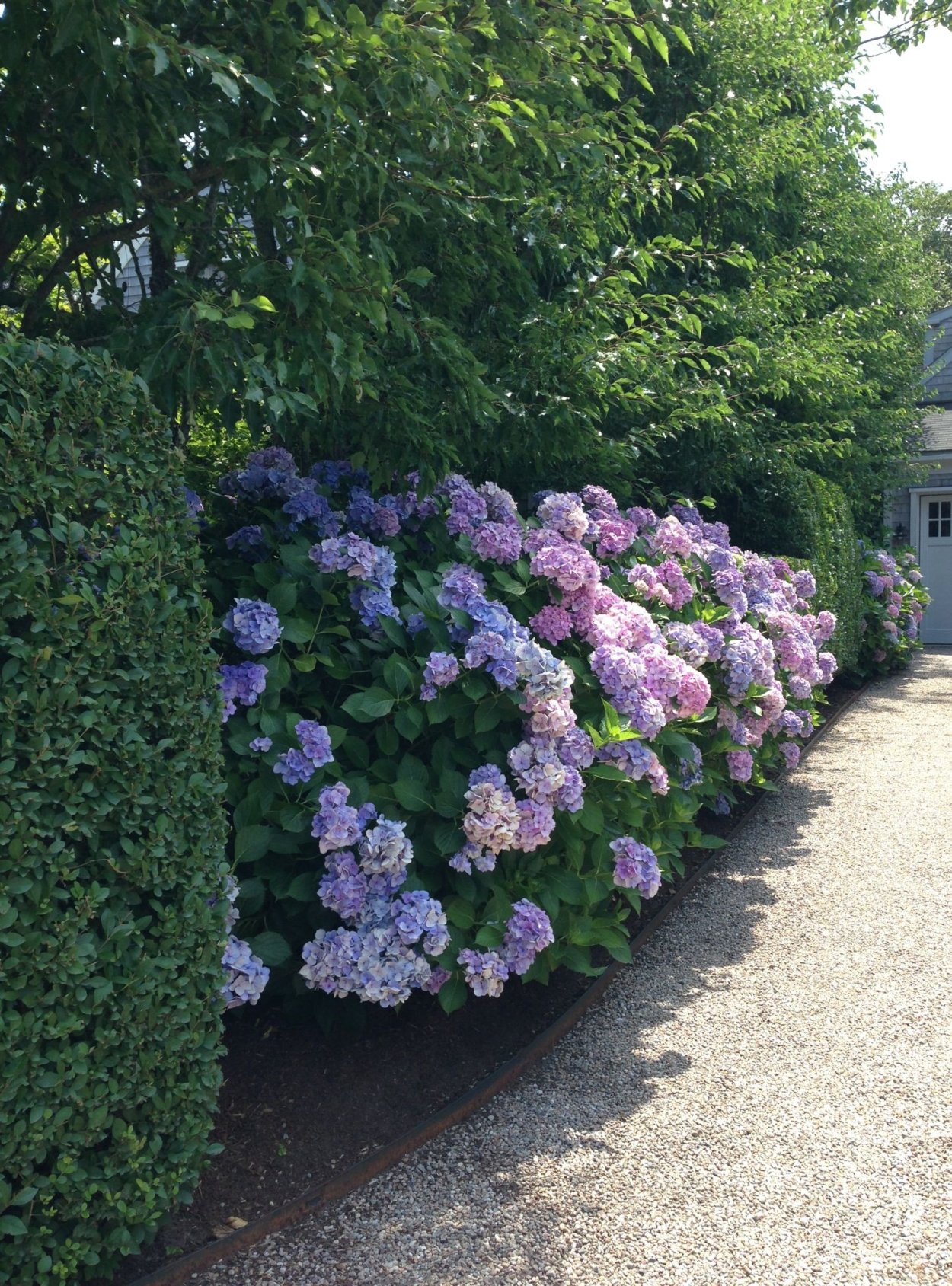 Гортензия и котовник