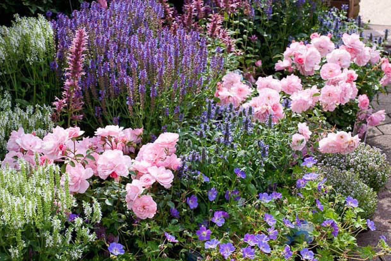 Котовник Фассена и шалфей