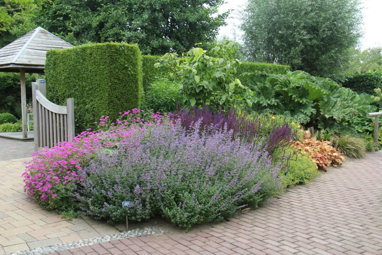 Миксбордер с гортензией метельчатой