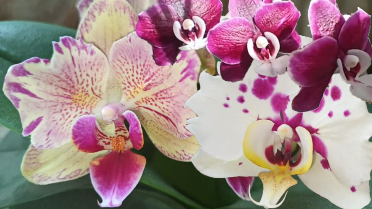 Фаленопсис Spottion