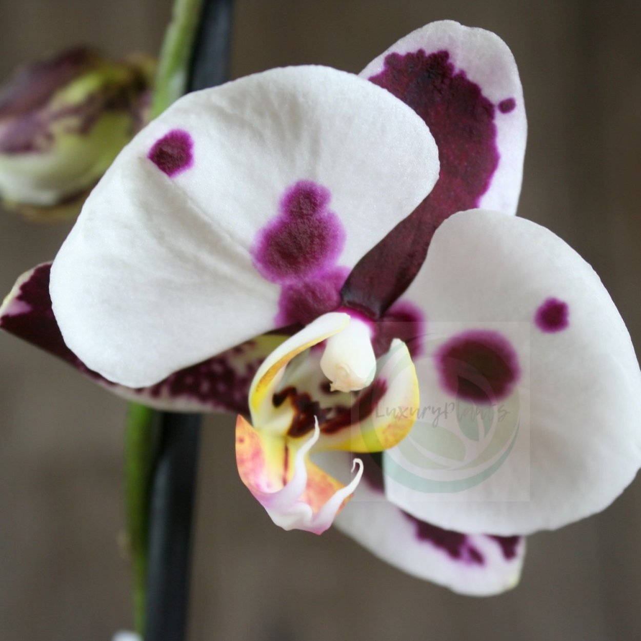 Фаленопсис Барракуда