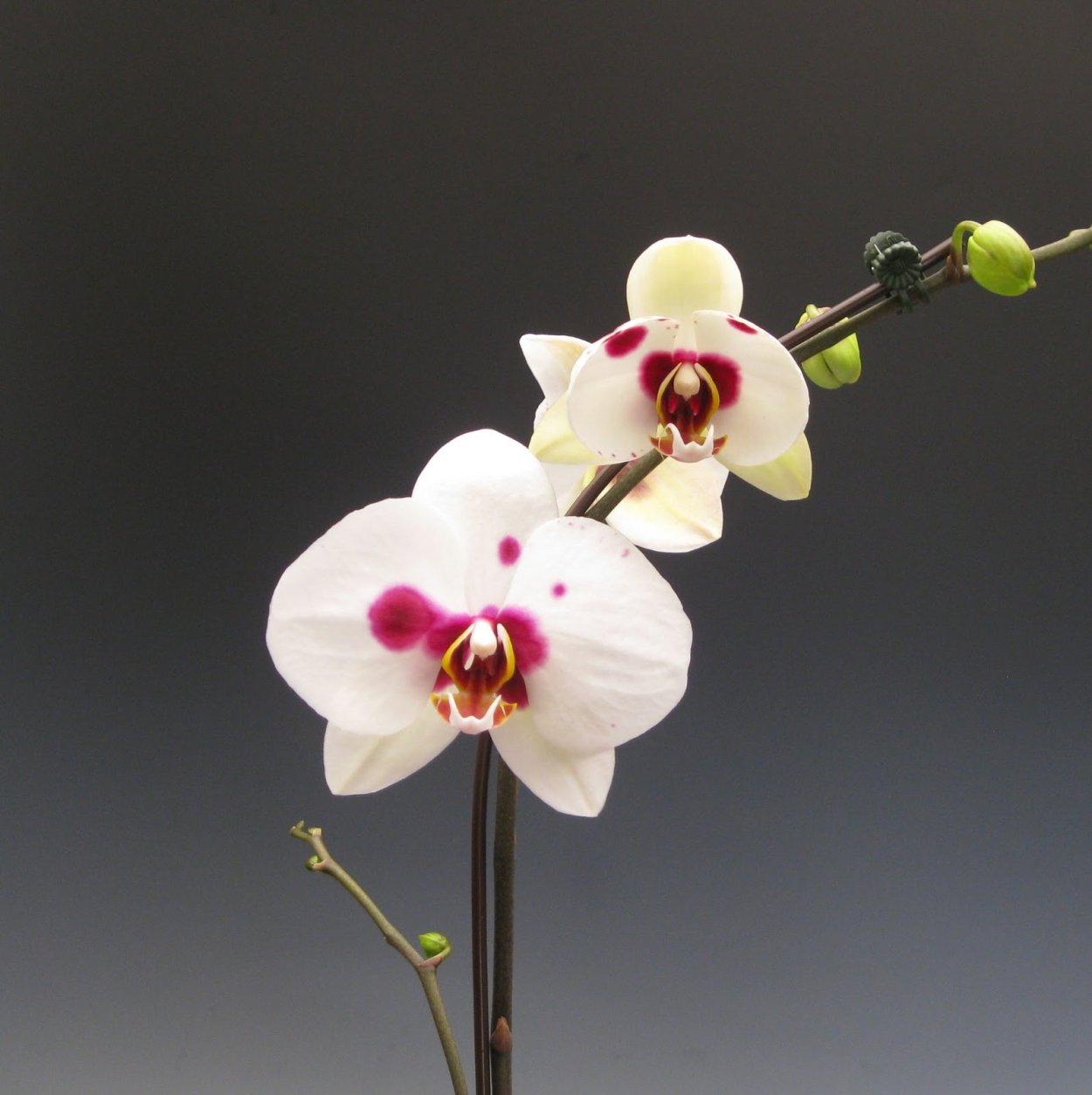 Фаленопсис Phal. Radiance