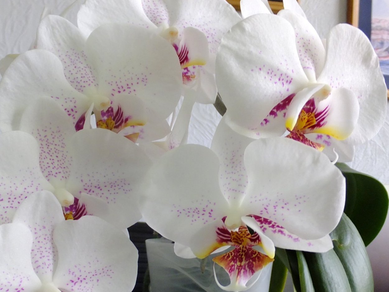 Фаленопсис Phal. Radiance