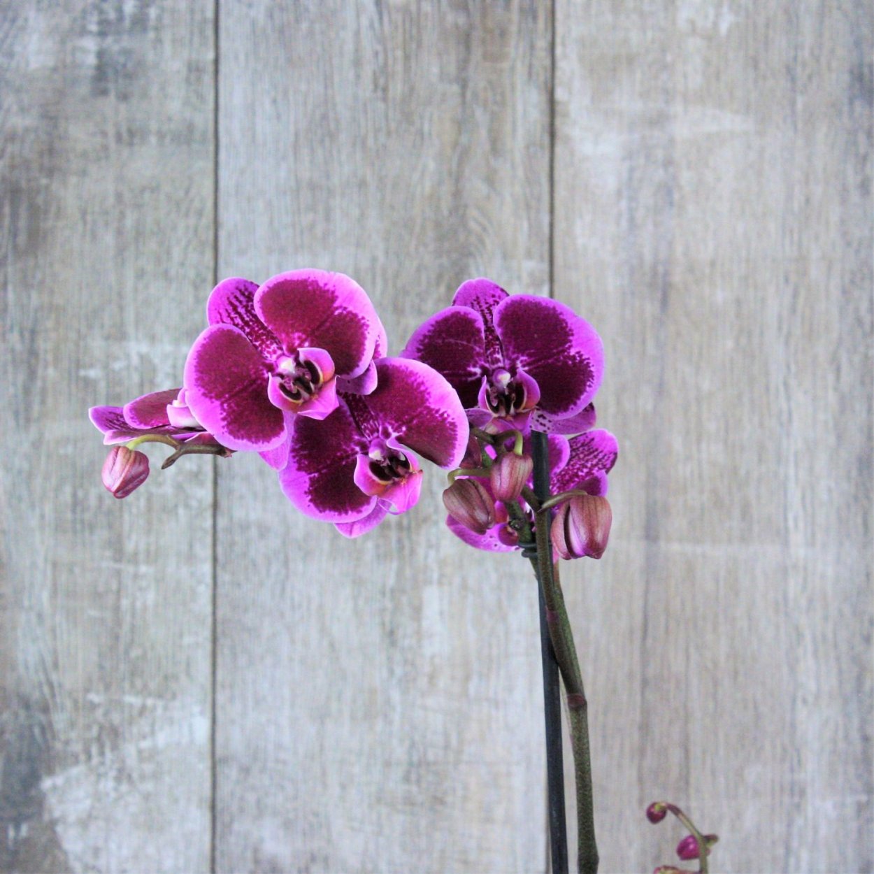 Орхидея Эвита