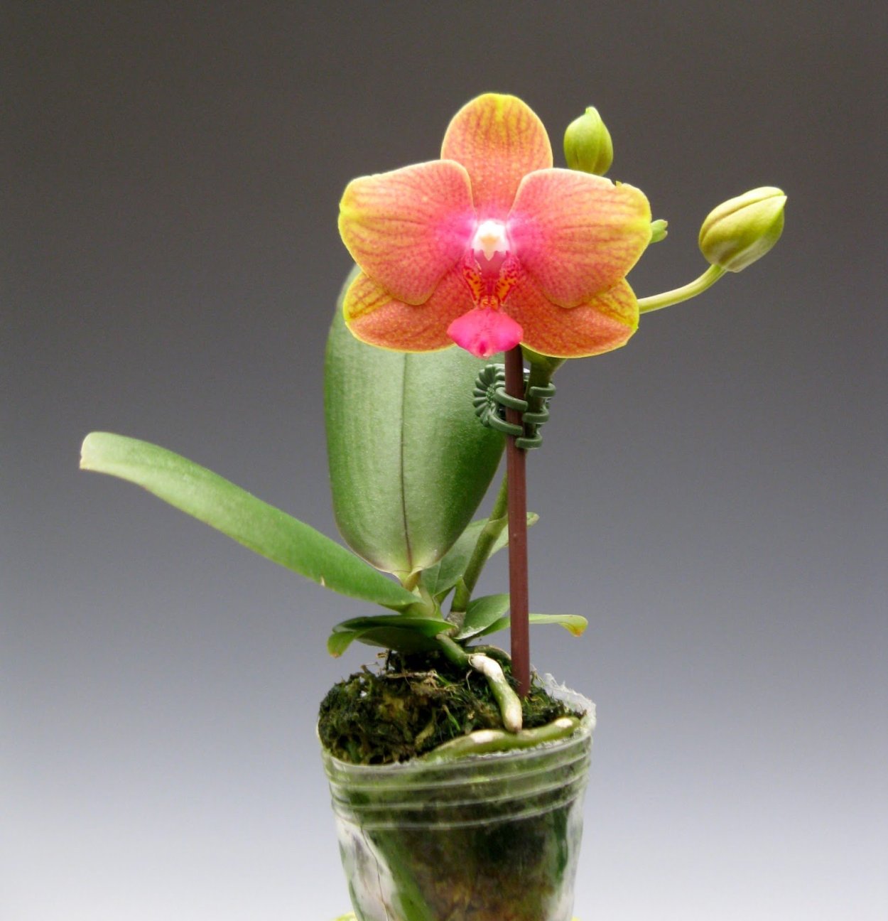 Фаленопсис Казанова