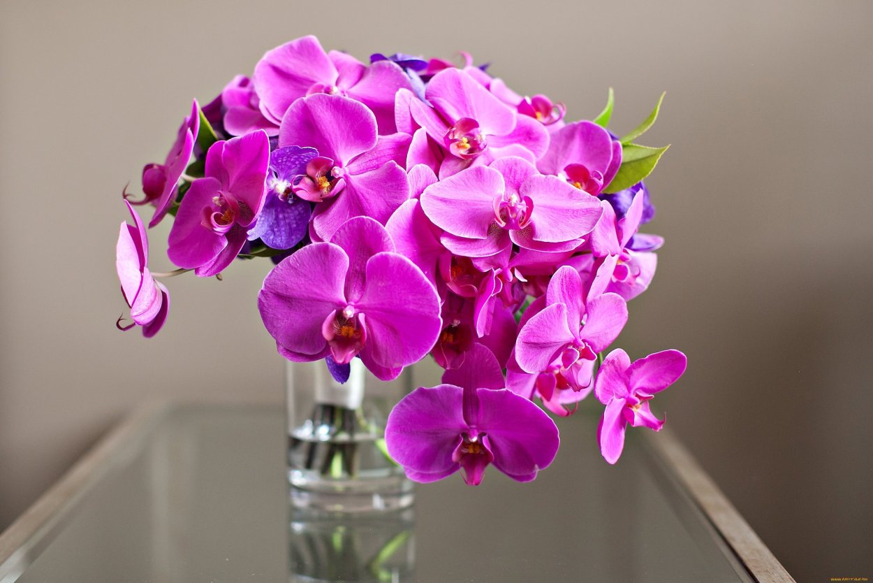 Орхидея Phalaenopsis Panda