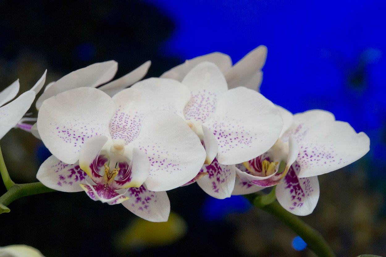 Фаленопсис Мариола