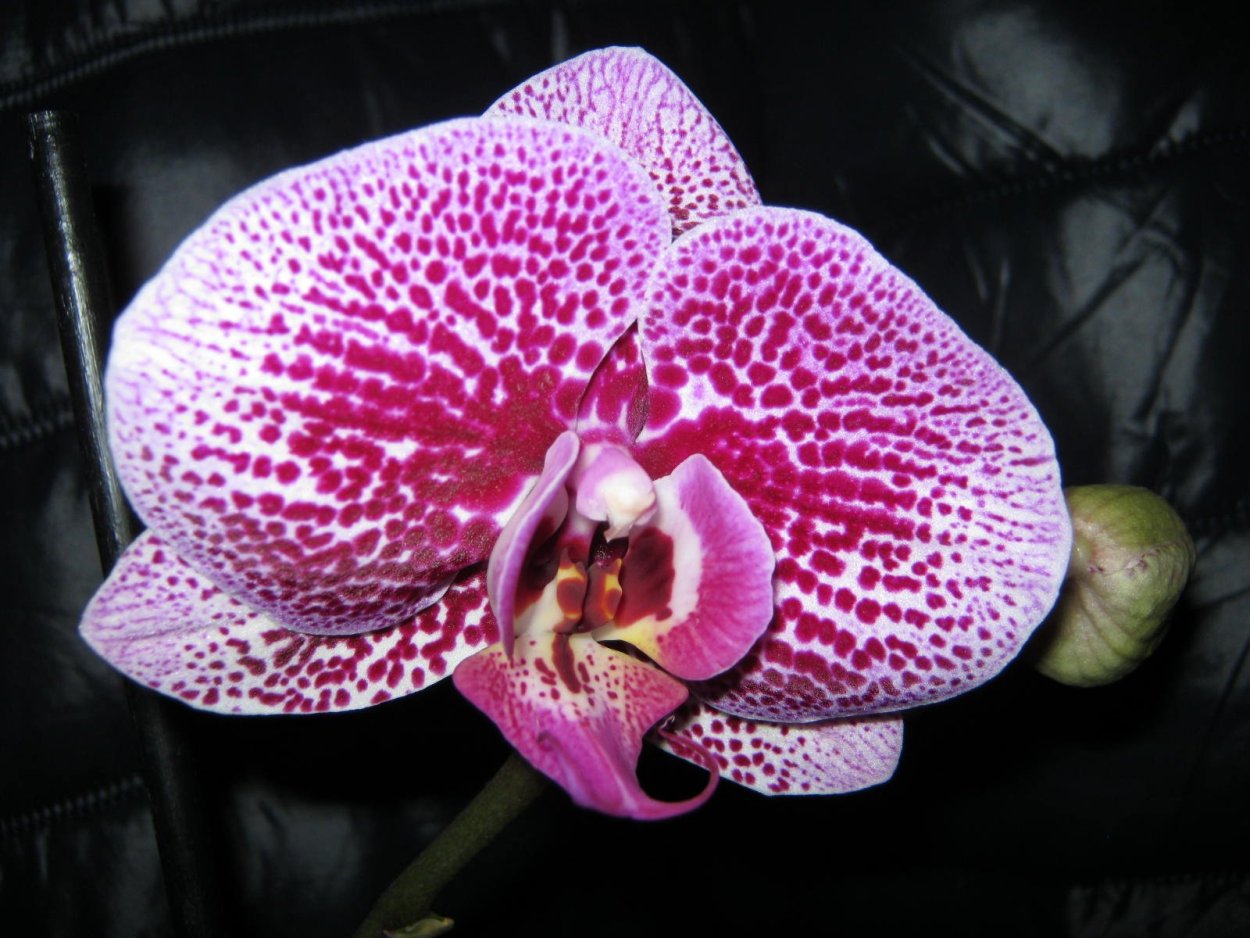 Орхидея Пиниф