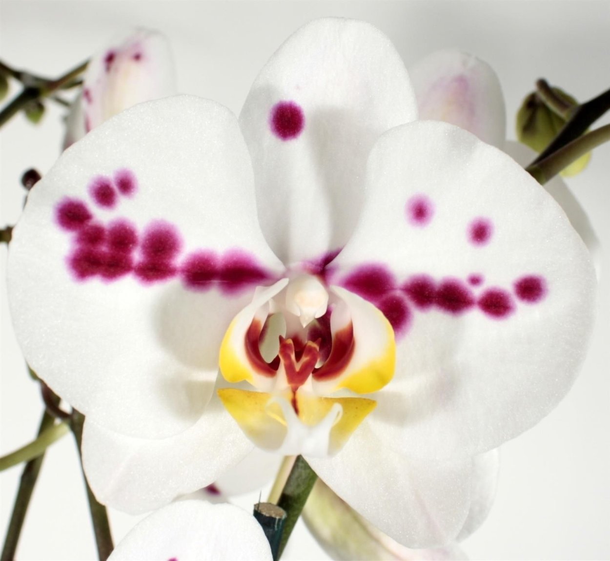 Орхидея Phalaenopsis Kellion