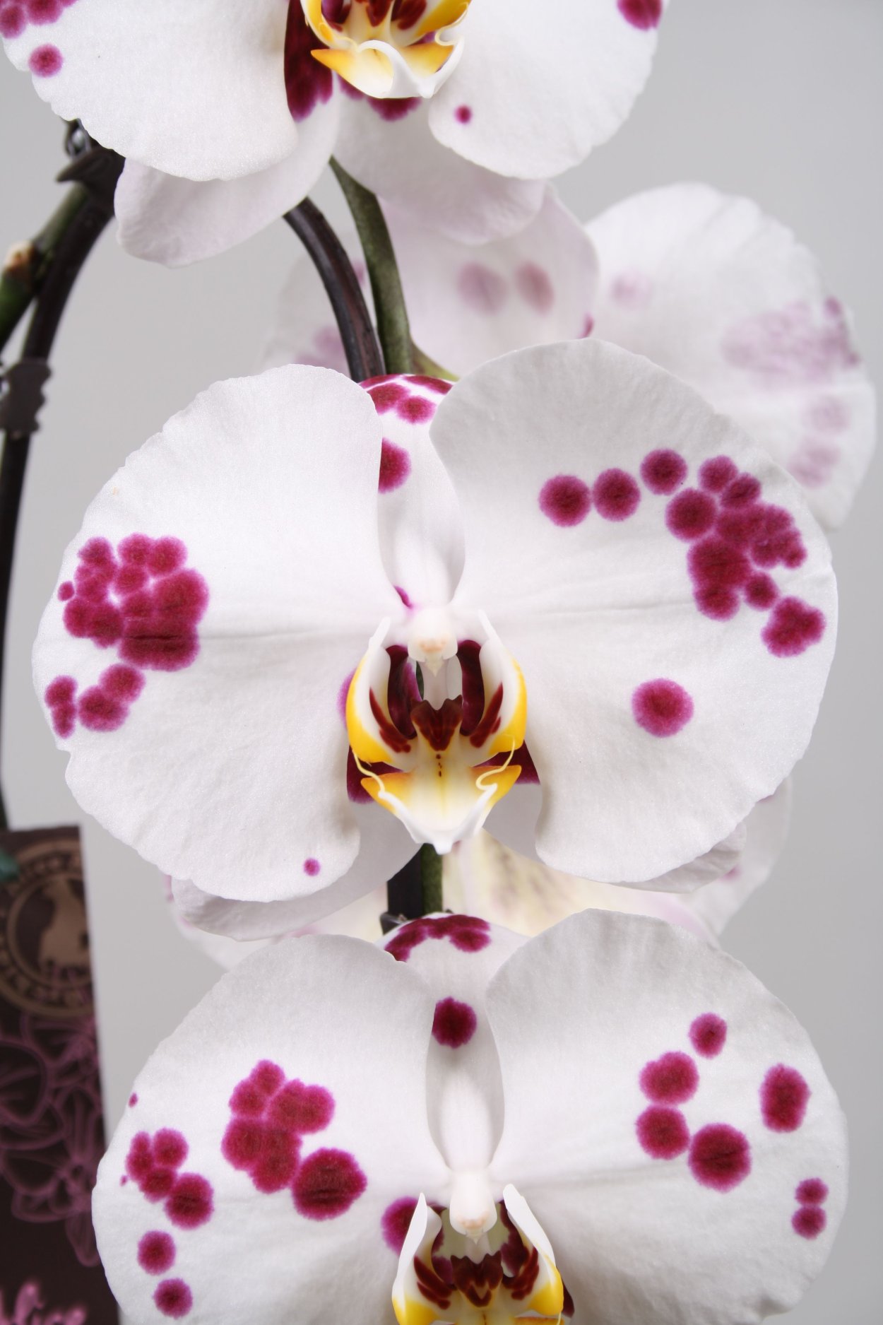 Орхидея Phalaenopsis Kellion