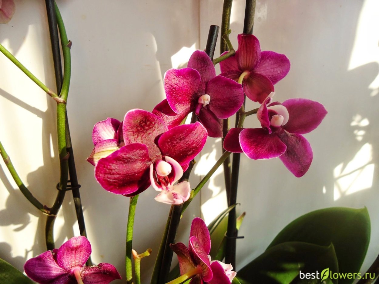 Bronze Maiden фаленопсис