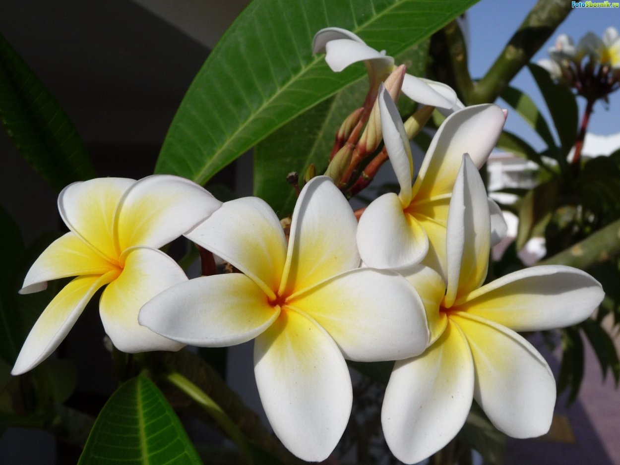 Фикус цветение