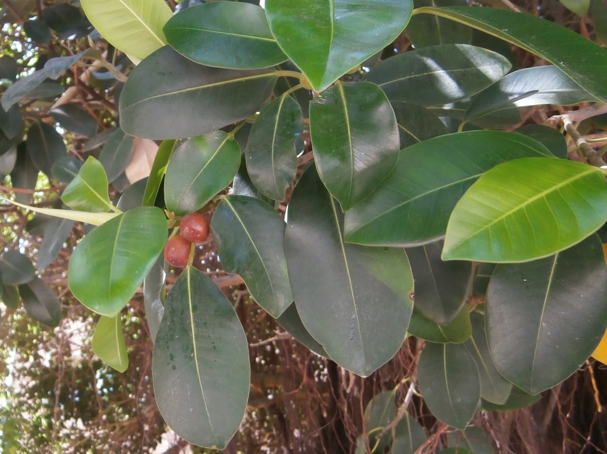 Фикус Робуста цветение