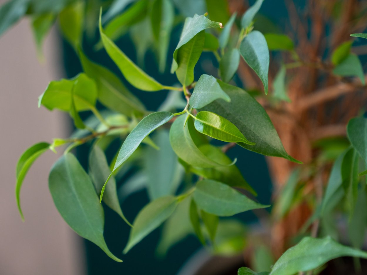 Фикус Бенджамина цветет