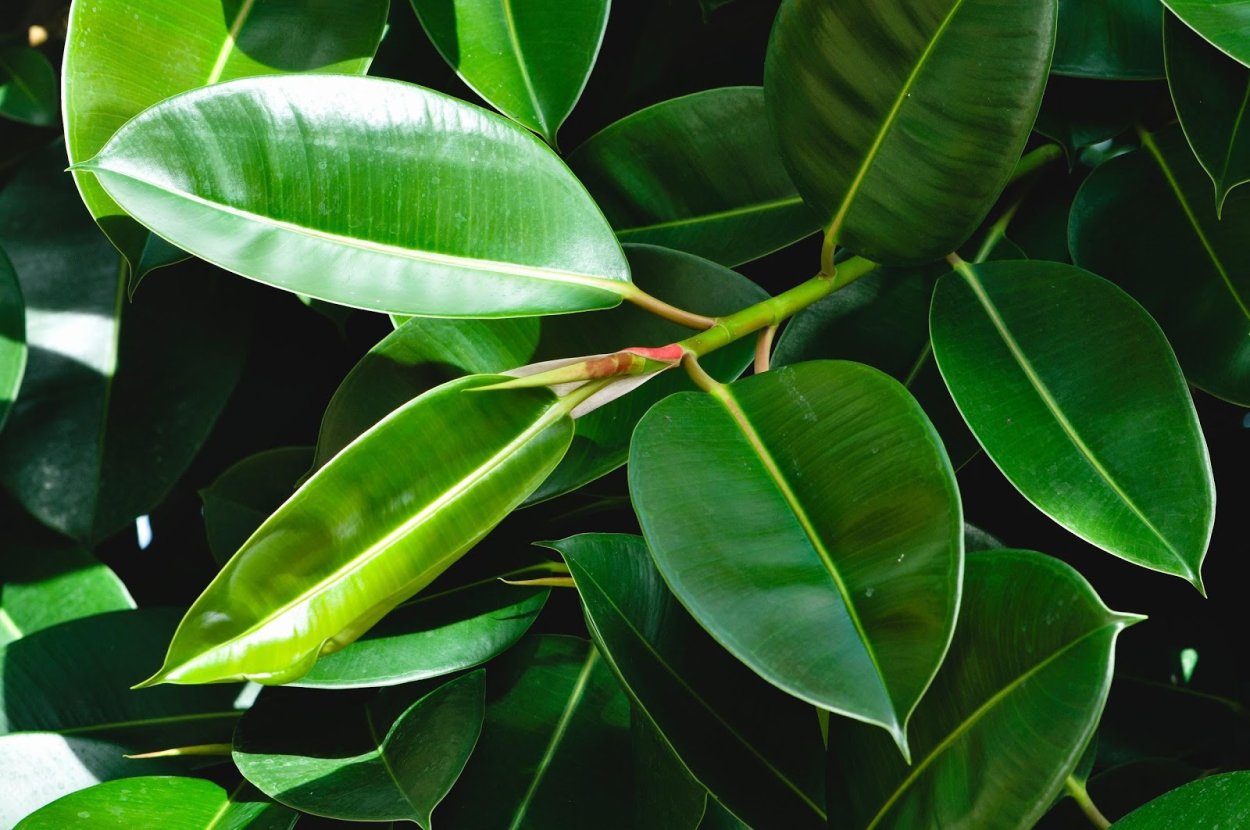 Фикус Бенджамина