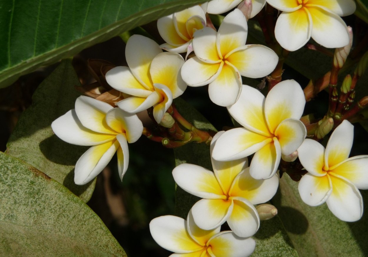 Соцветие фикуса