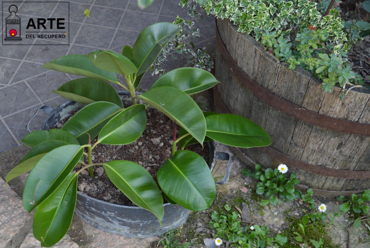 Фикус каучуконосный дикий