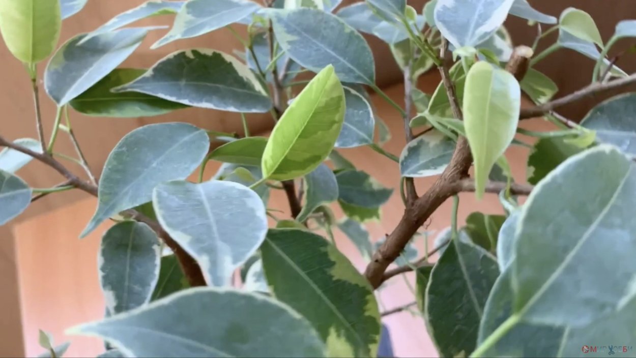 Фикус Бенджамина каучуконосный