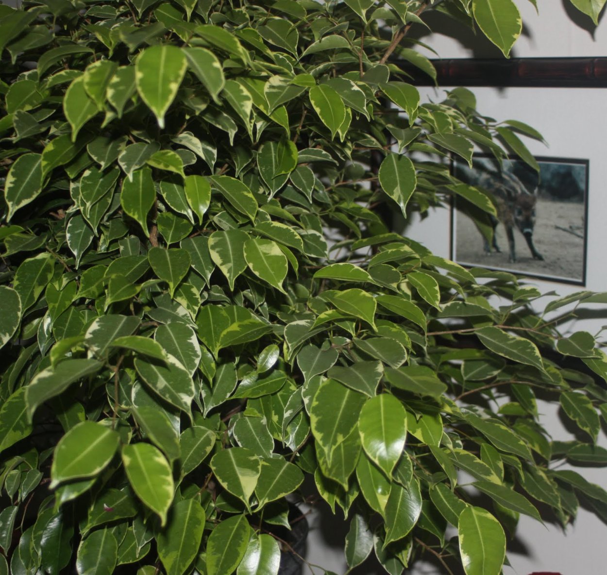 Ficus benjamina Natasja