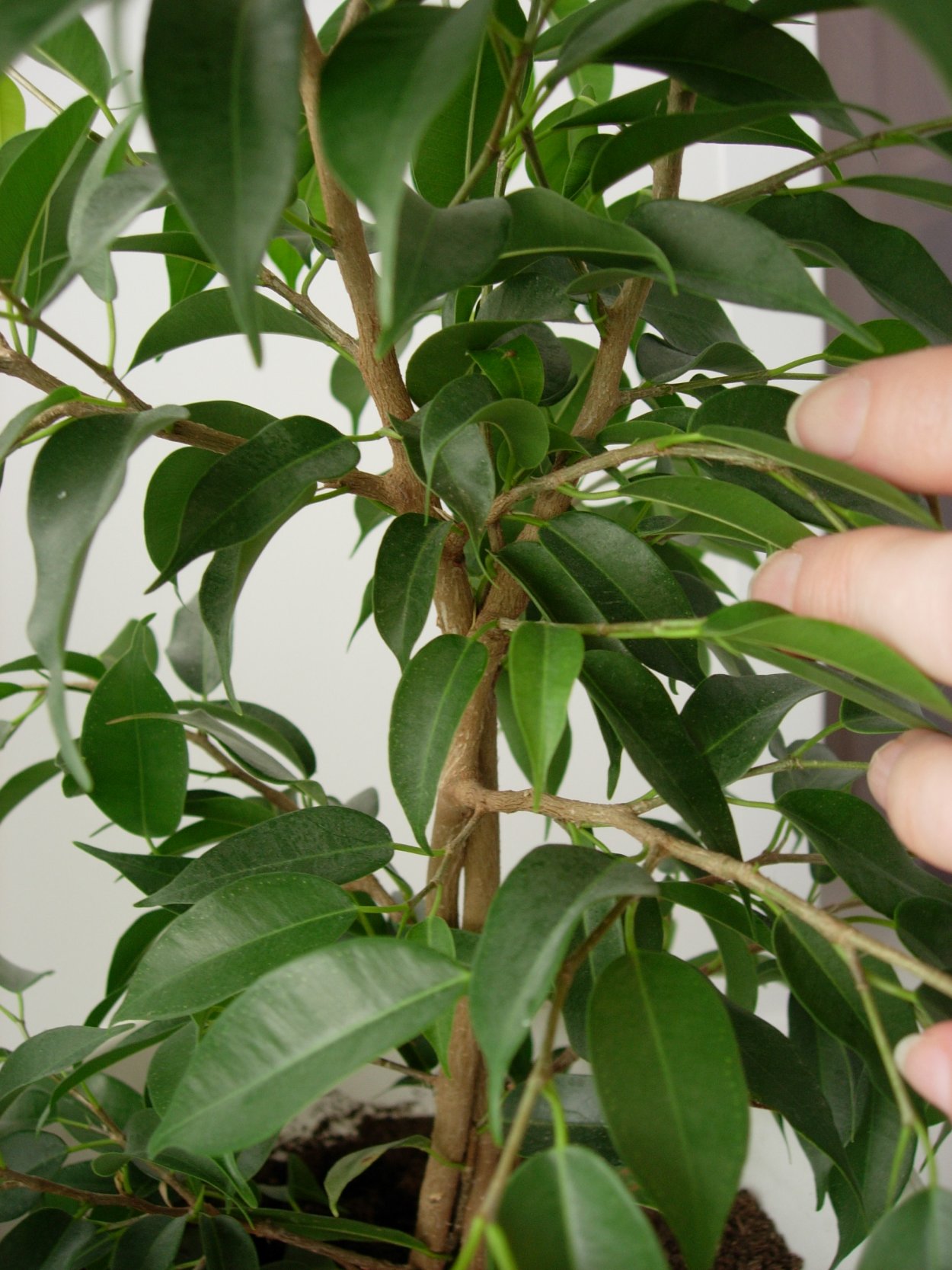 Фикус гибрид