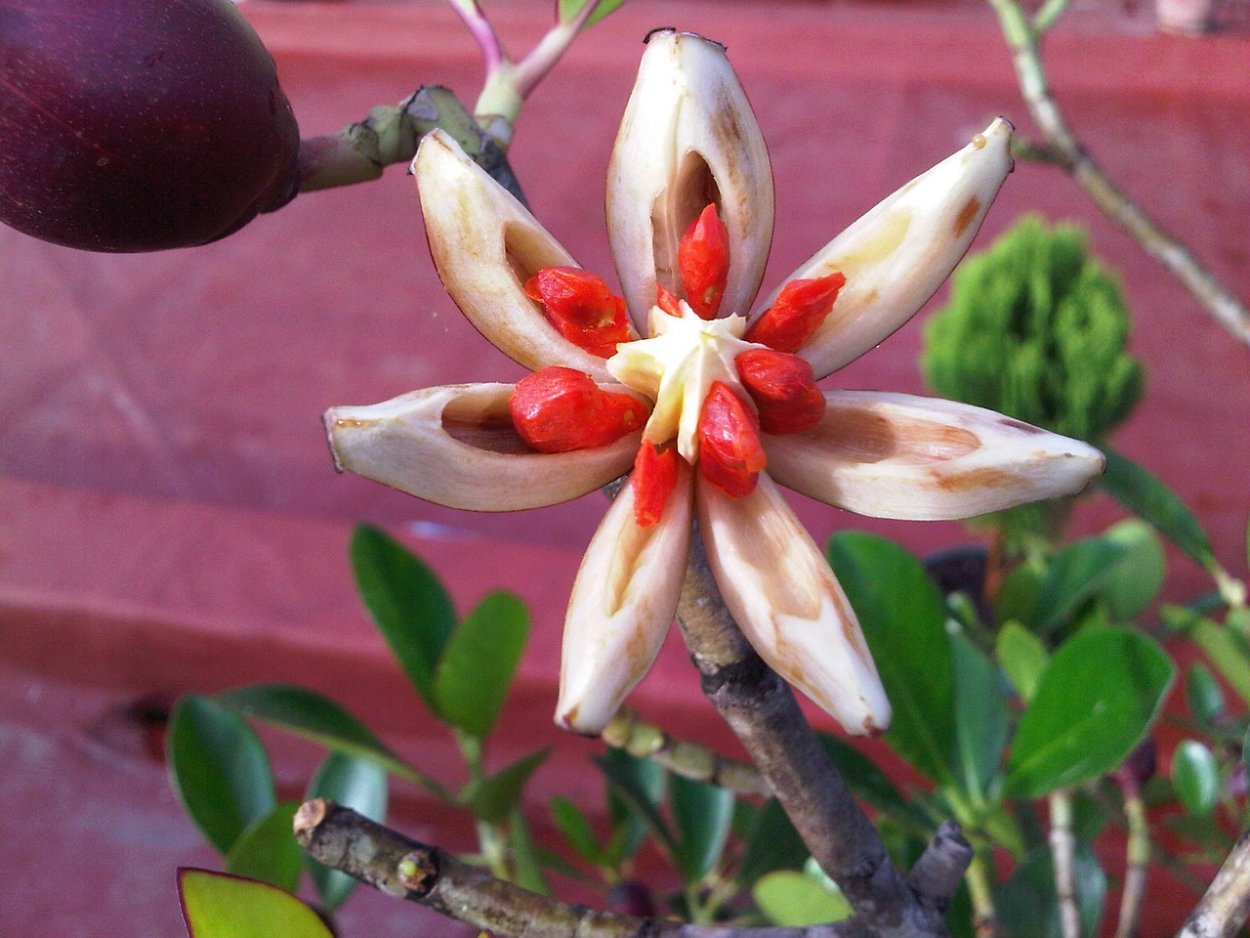 Фикус каучуконосный пестрый