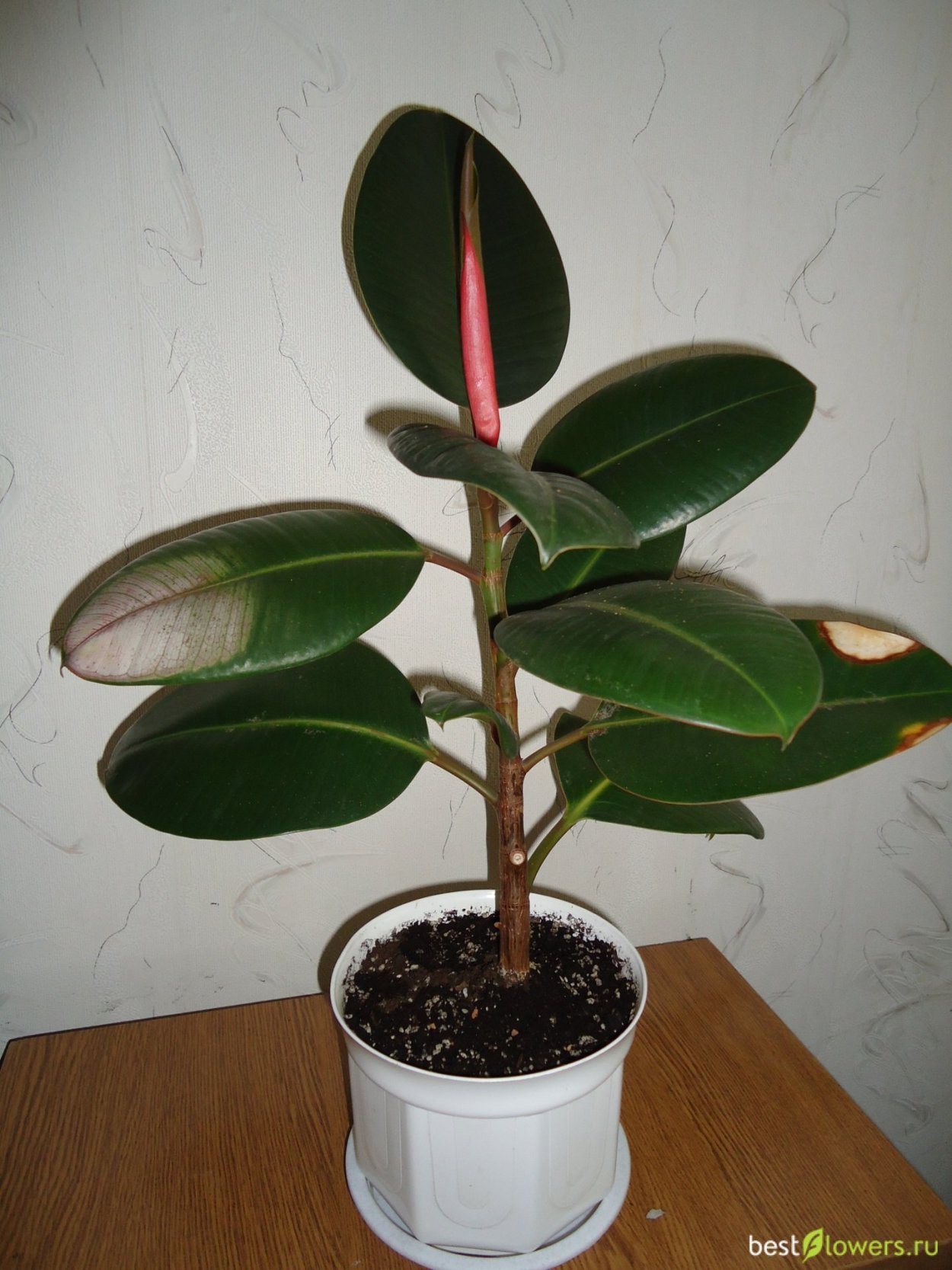 Фикус фикус Бенджамина Наташа