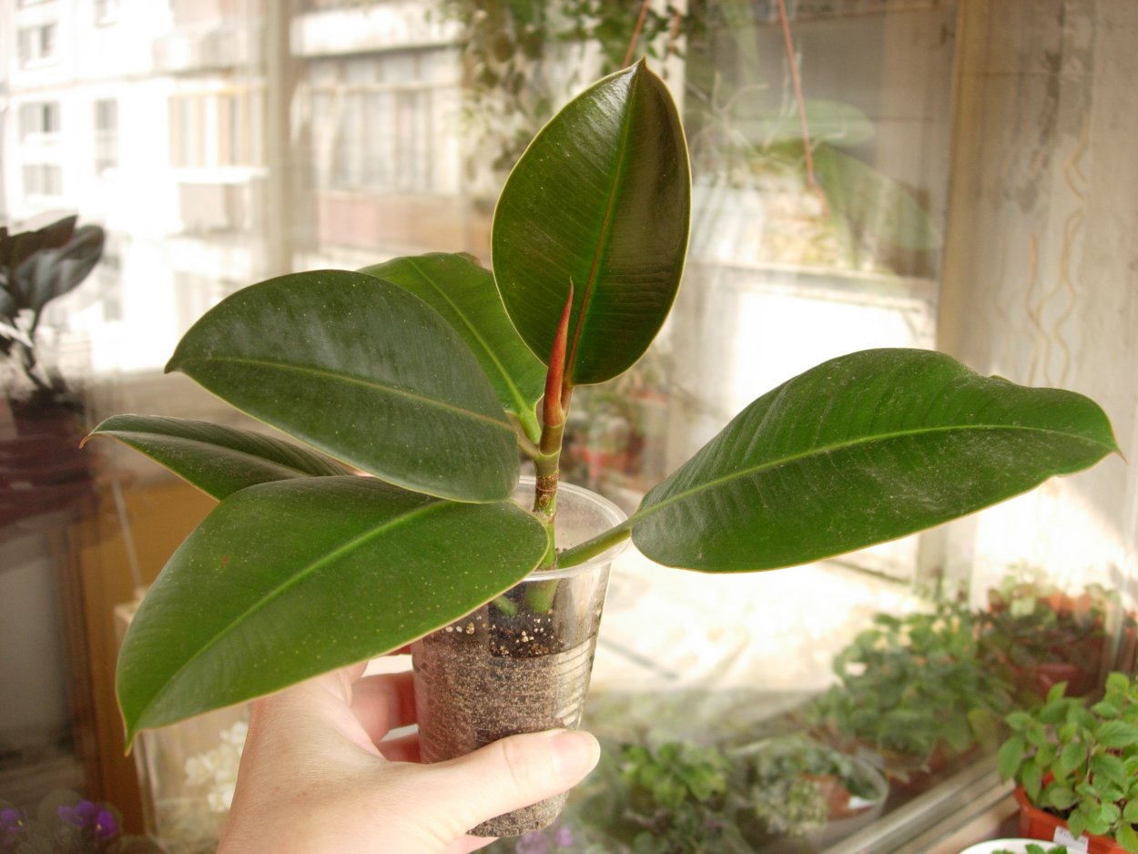 Фикус Бенджамина Мунлайт