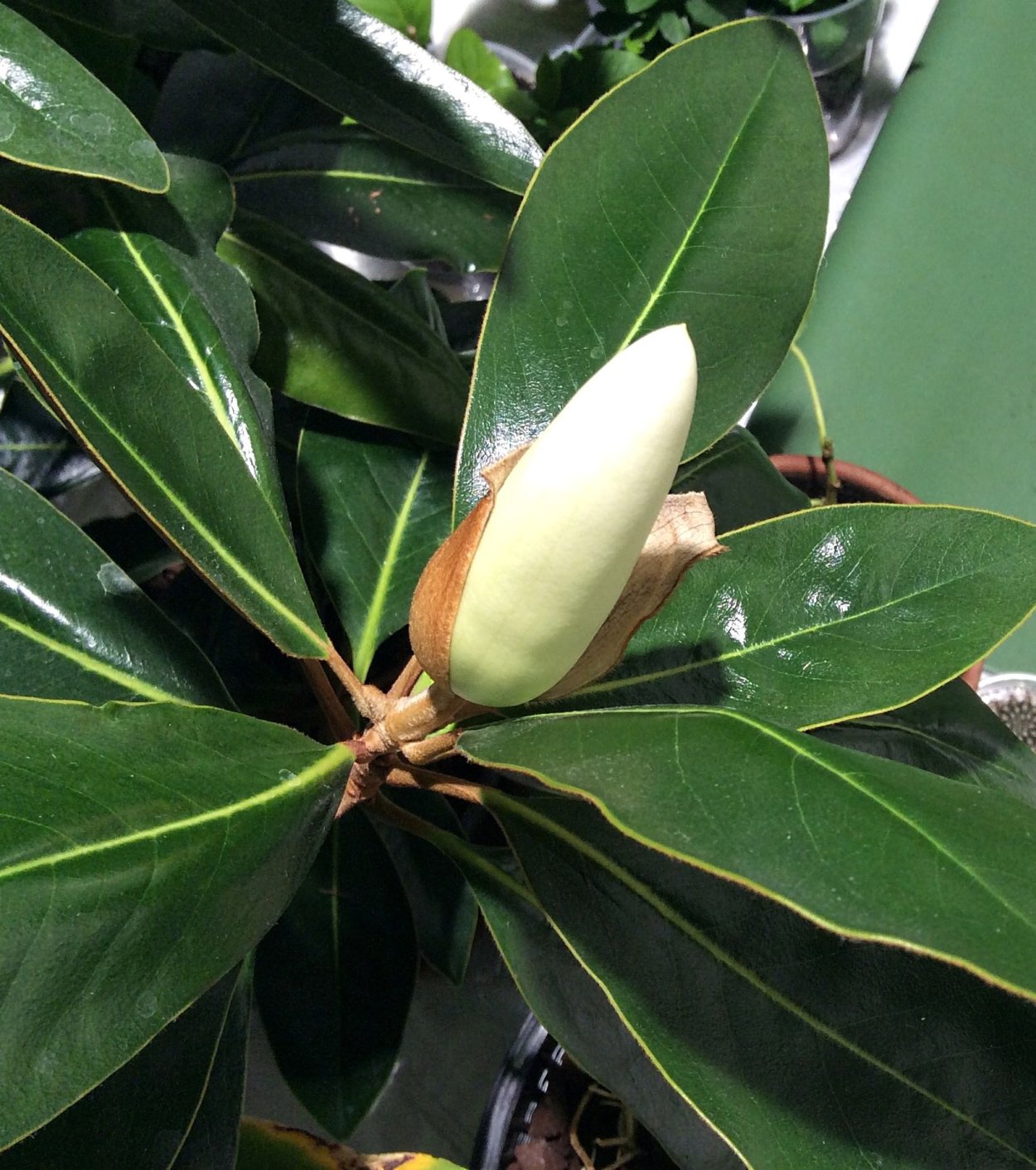 Цветущий фикус каучуконосный