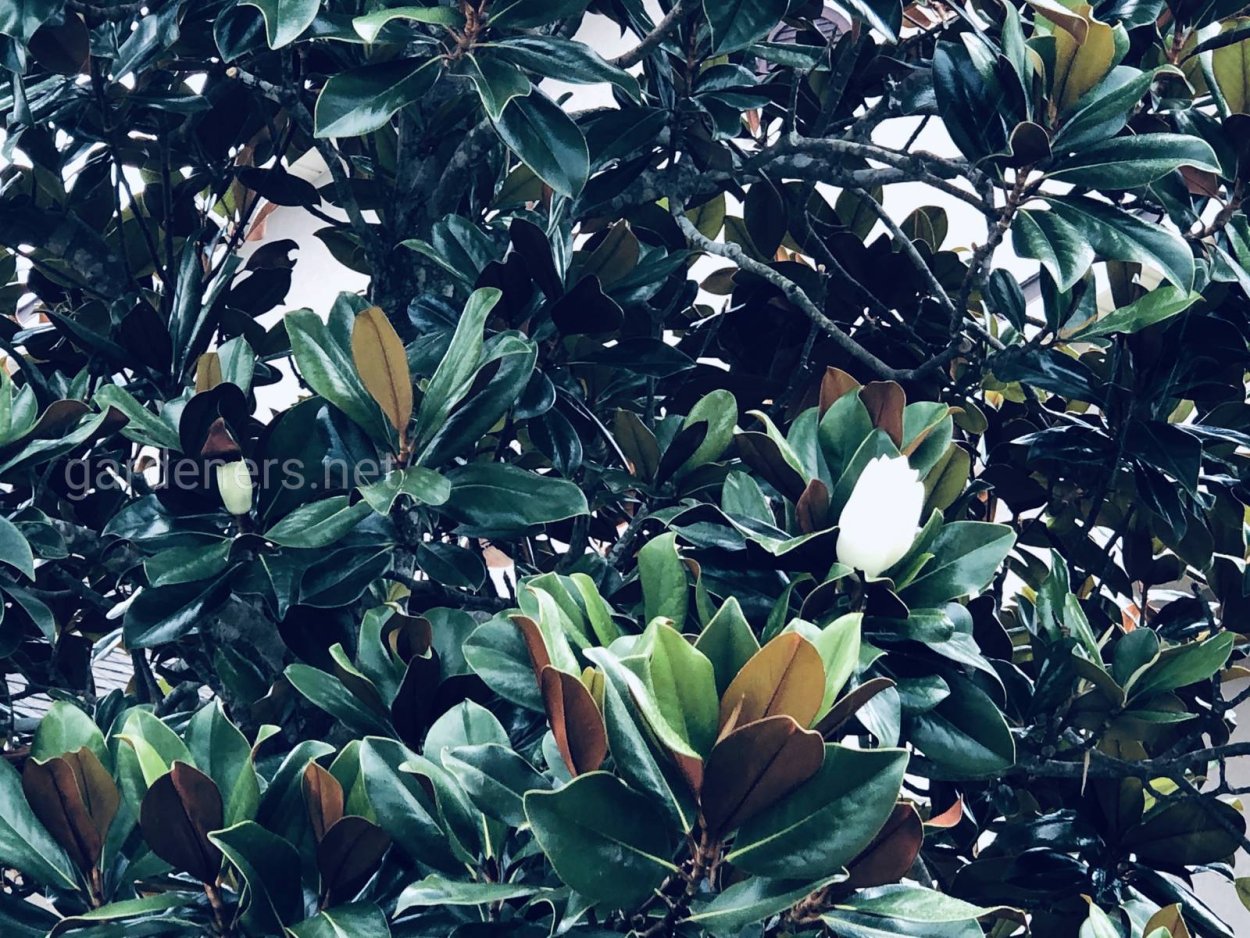 Rubber Plant Thailand