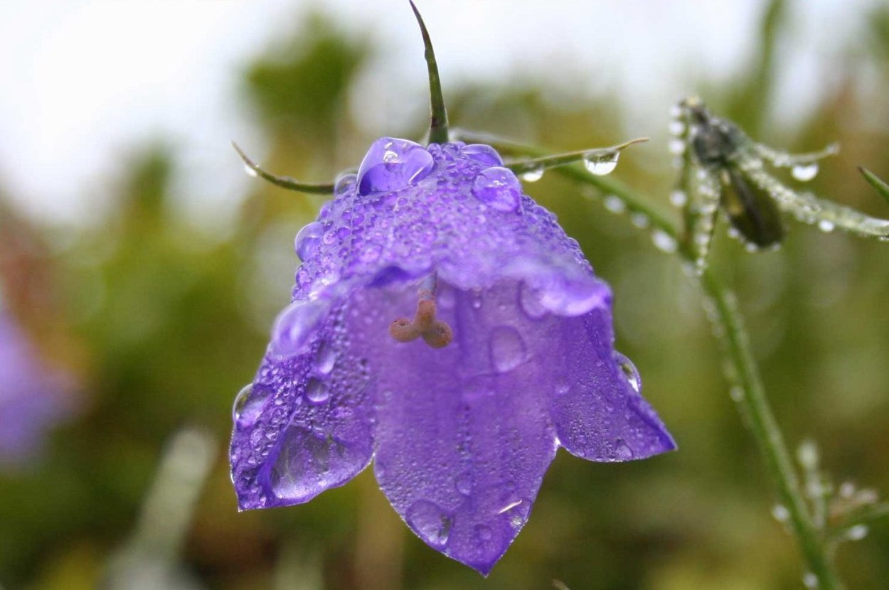 Колокольчик отклоненный Campanula