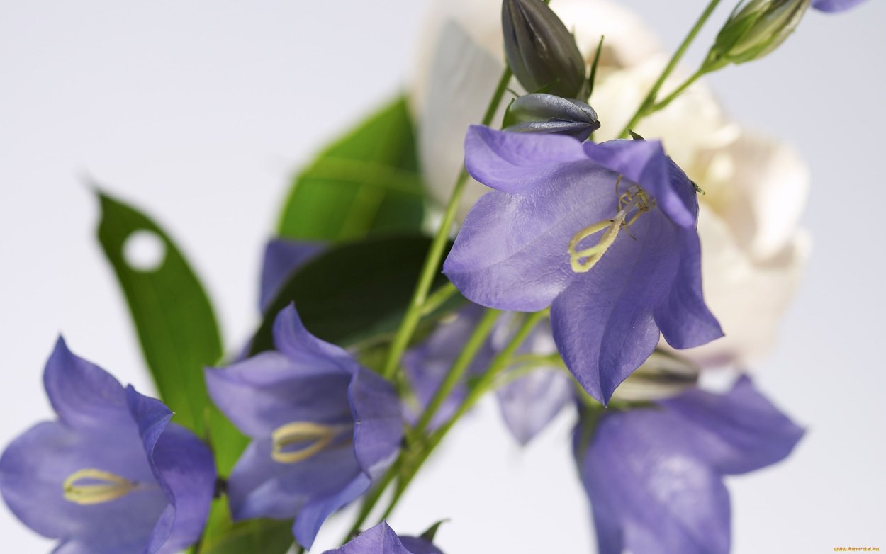 Лилия колокольчатая