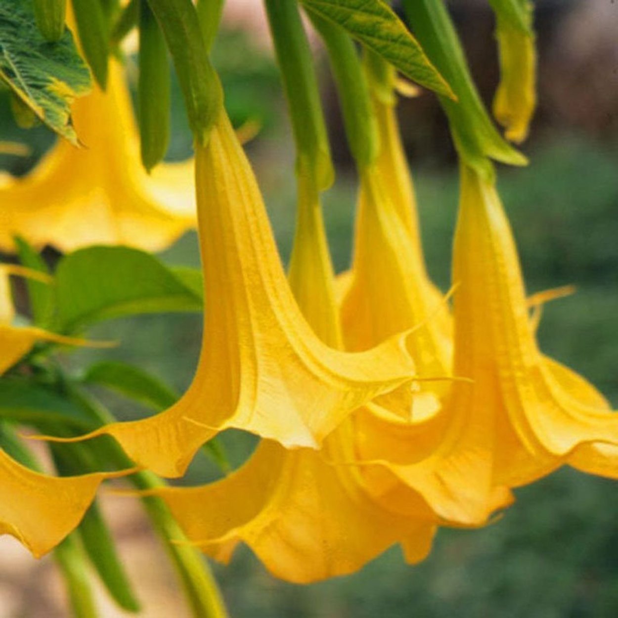 Колокольчик персиколистный