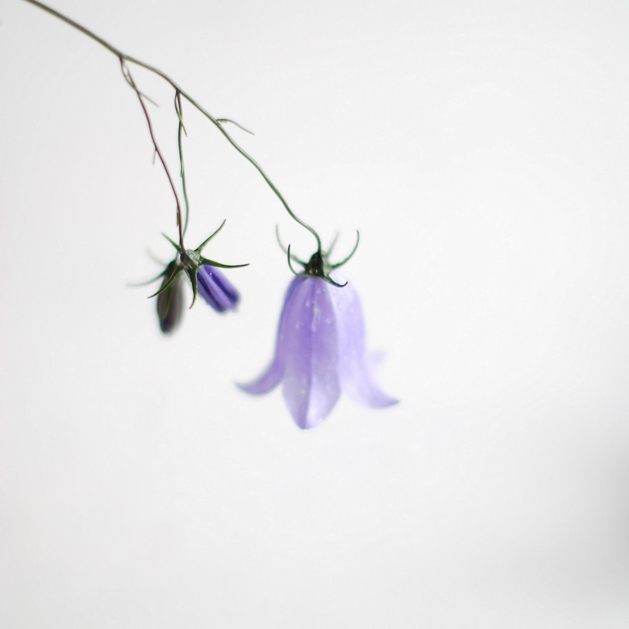 Колокольчик Кампанула розовый