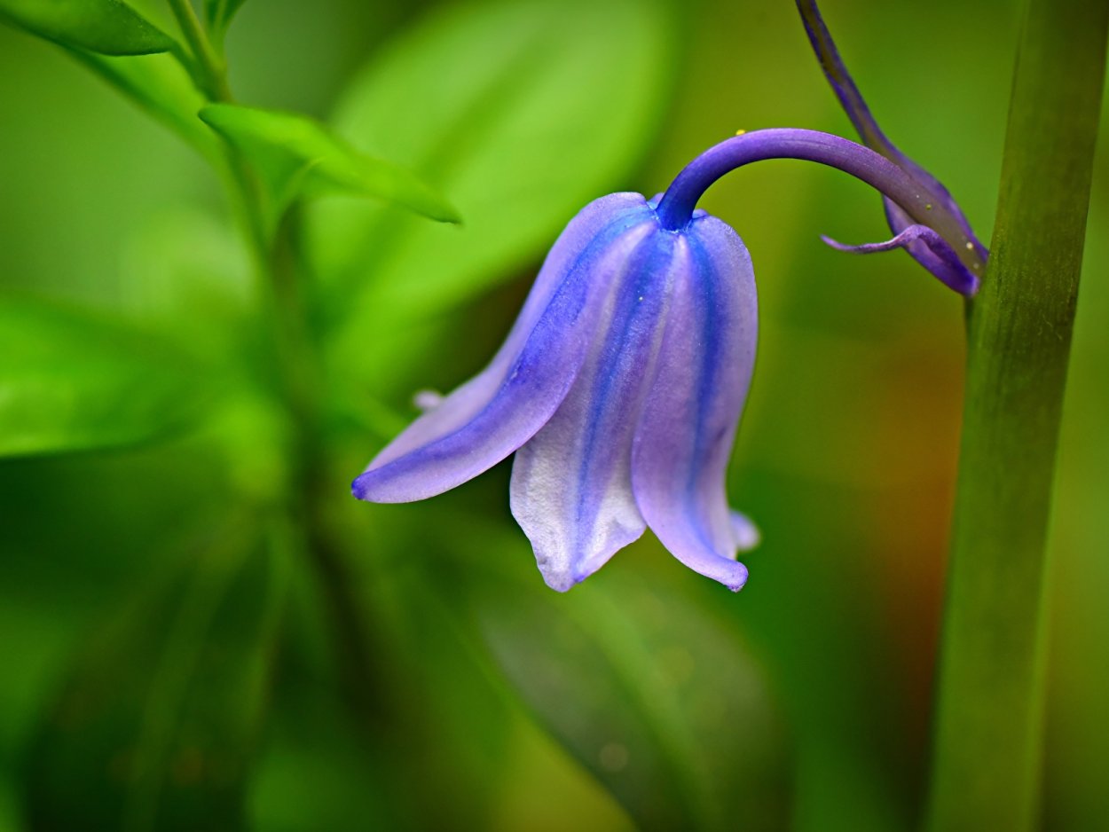 Кампанула лиловая