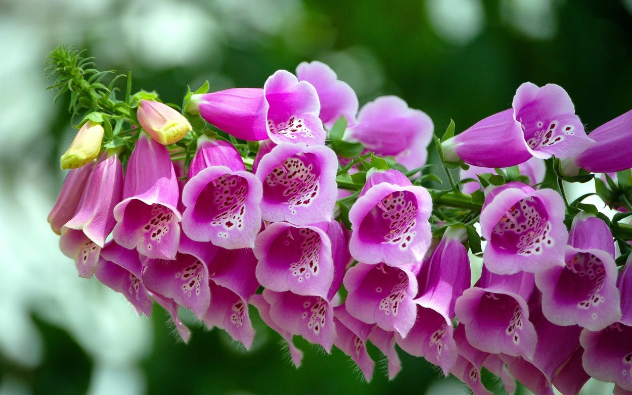 Вьюнок колокольчик растение