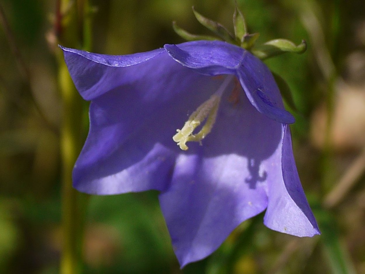 Джомалонг Лесной колокольчик