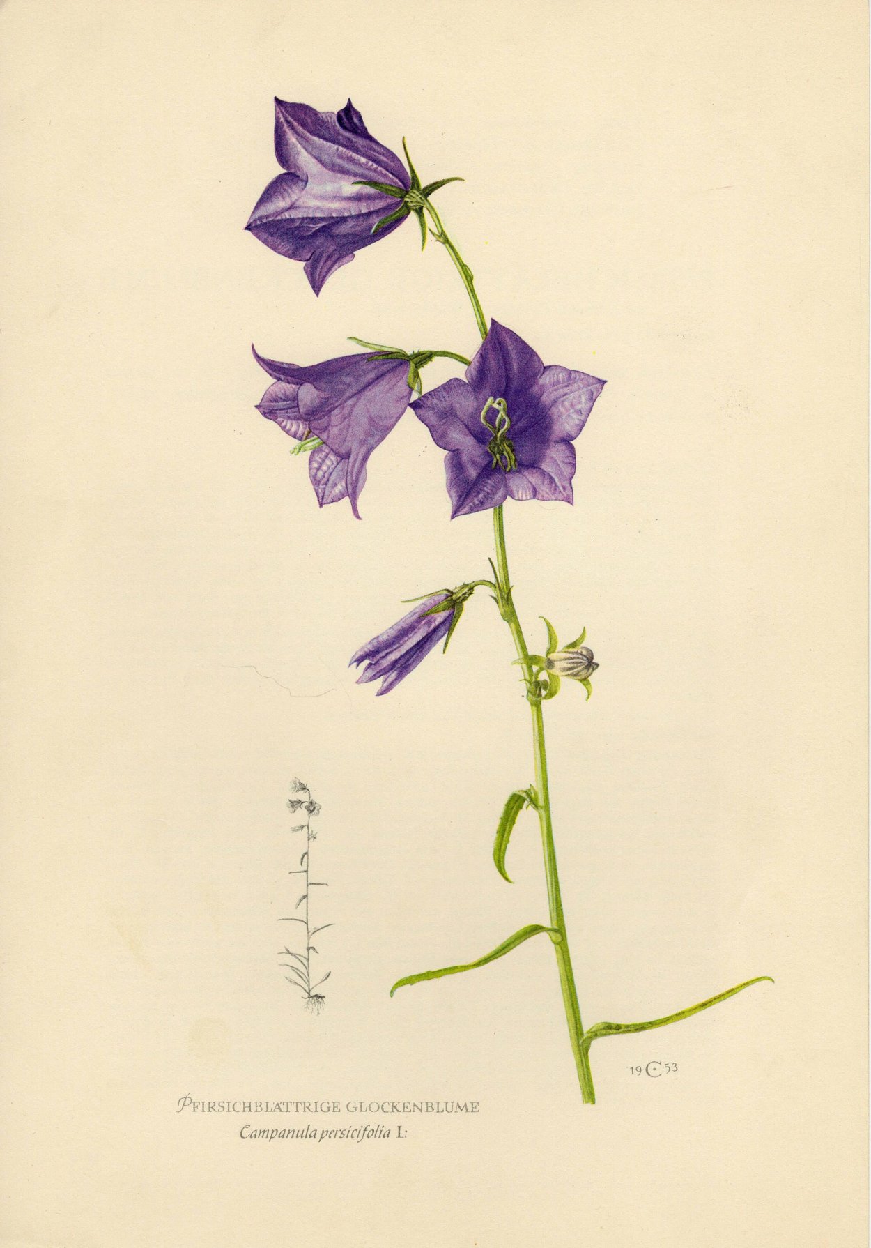 Стилизация колокольчика цветок