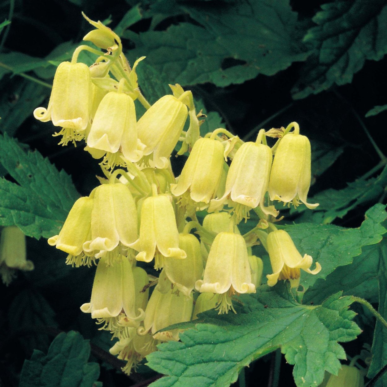 Колокольчик наперстянка