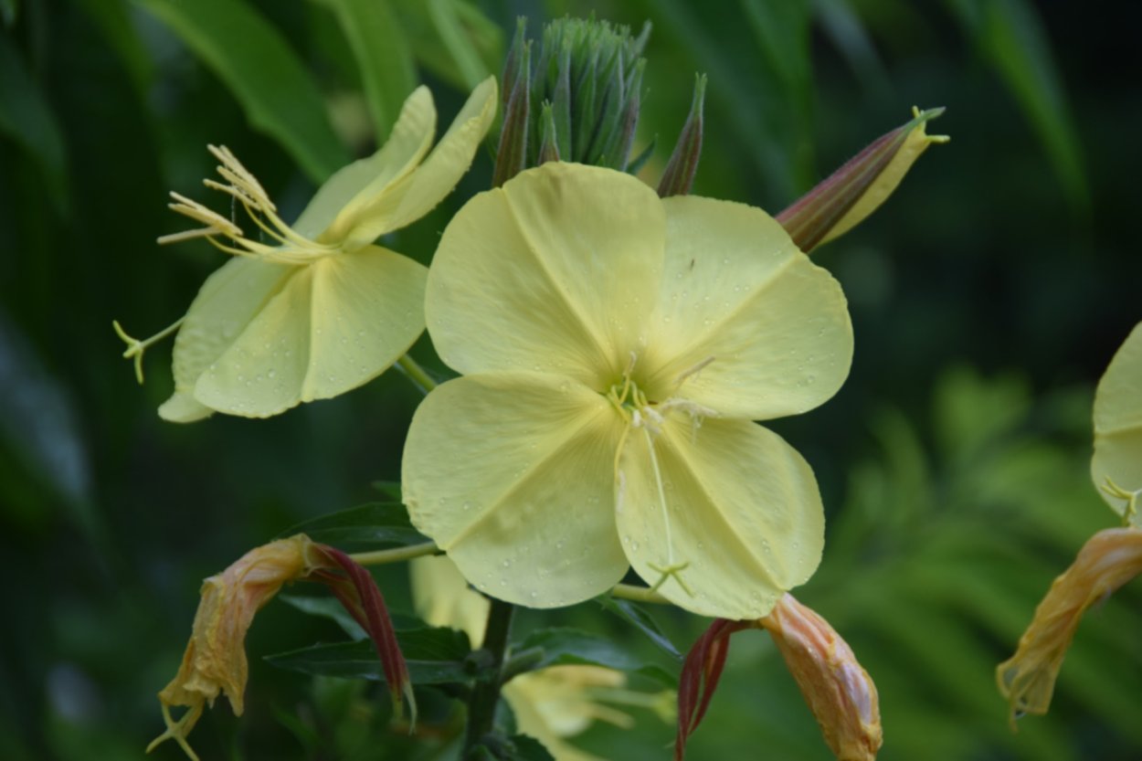 Лунник желтый