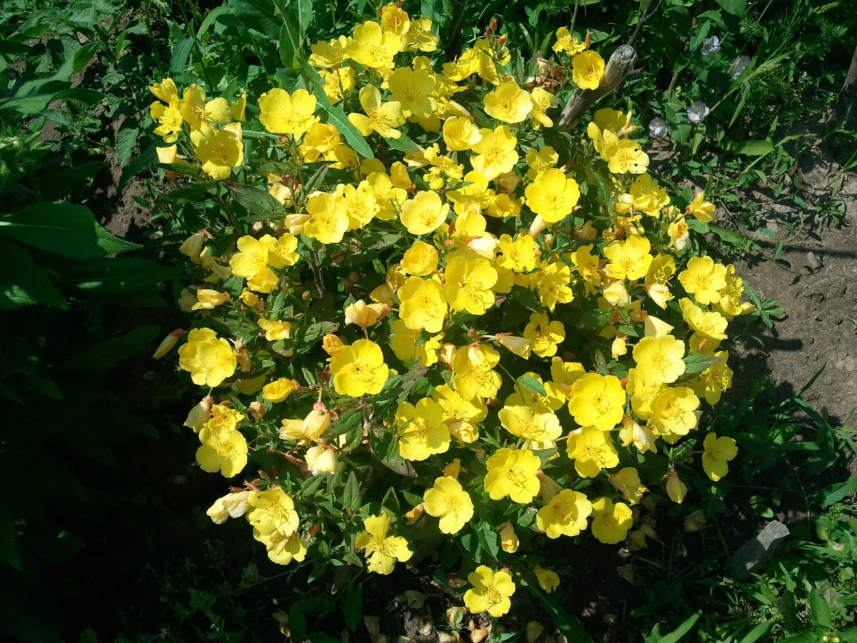 Энотера двулетняя Пиноккио