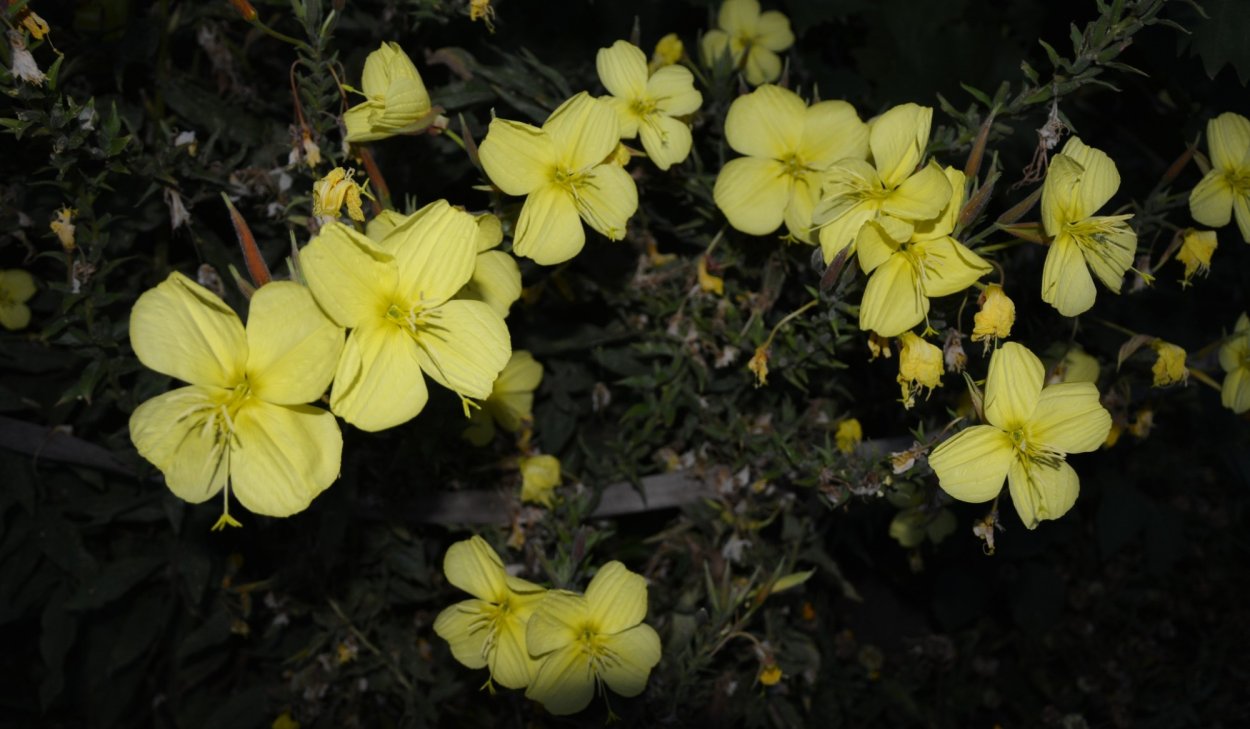Семена цветок Лунник желтый