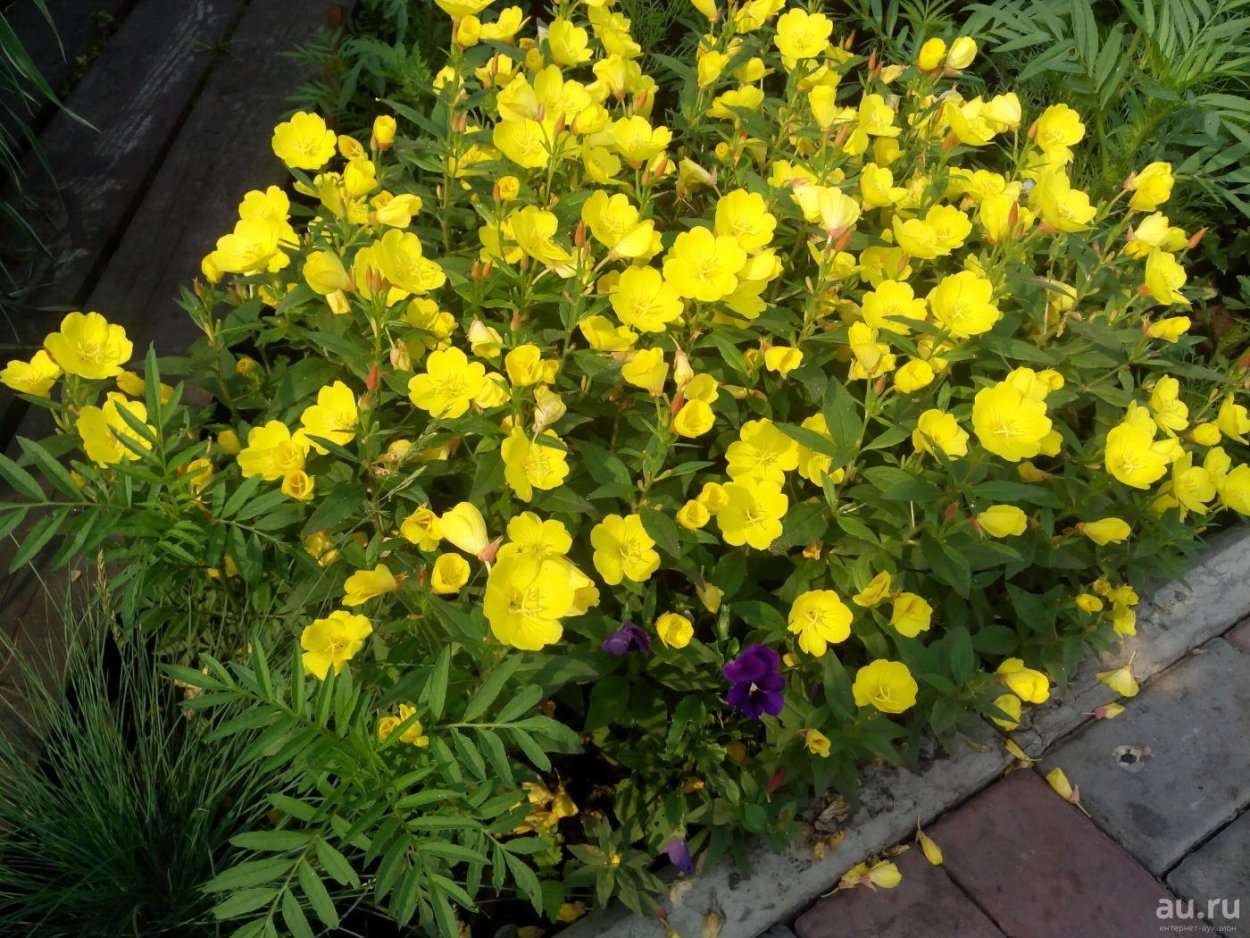 Энотера кустарниковая ослинник