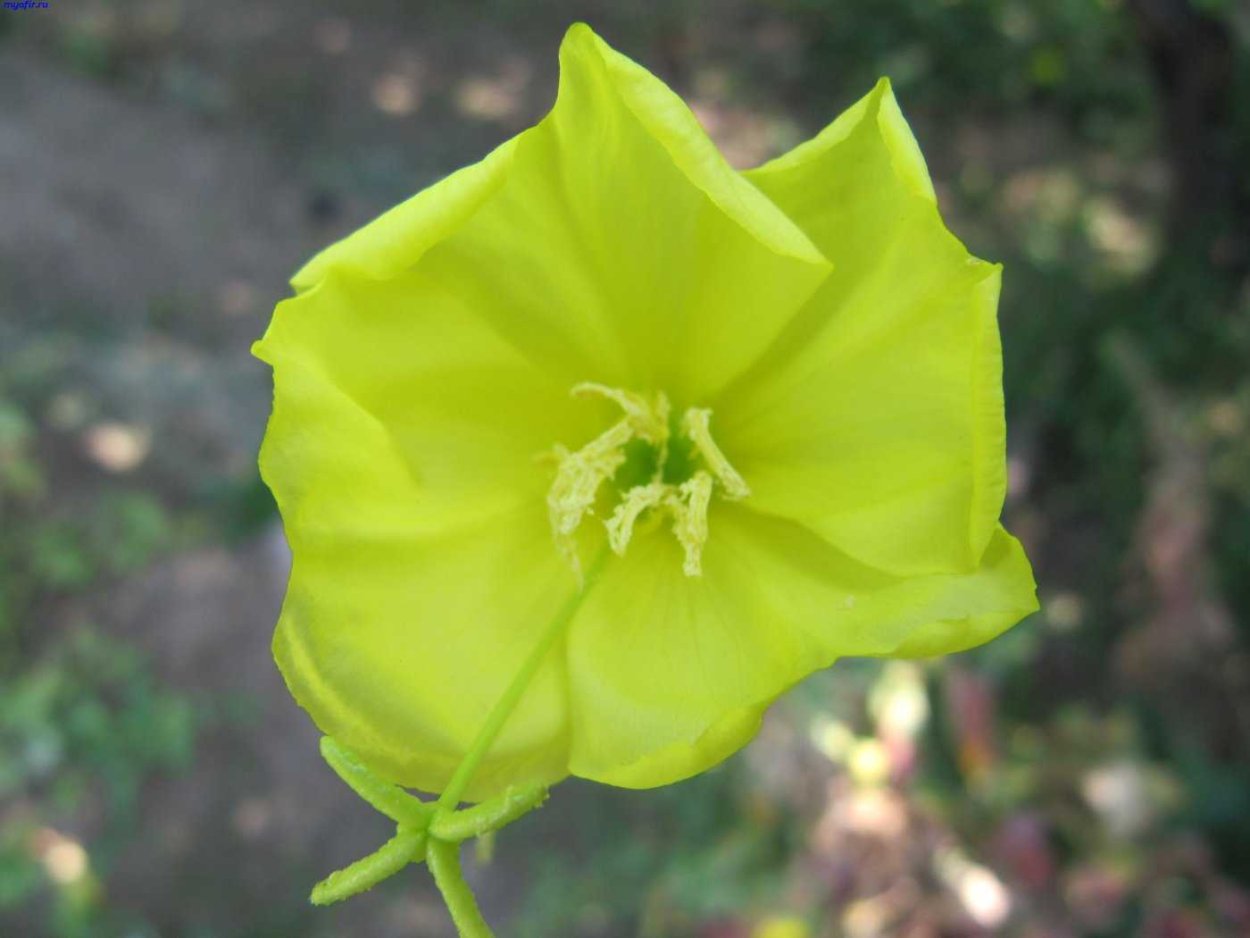 Энотера Минима