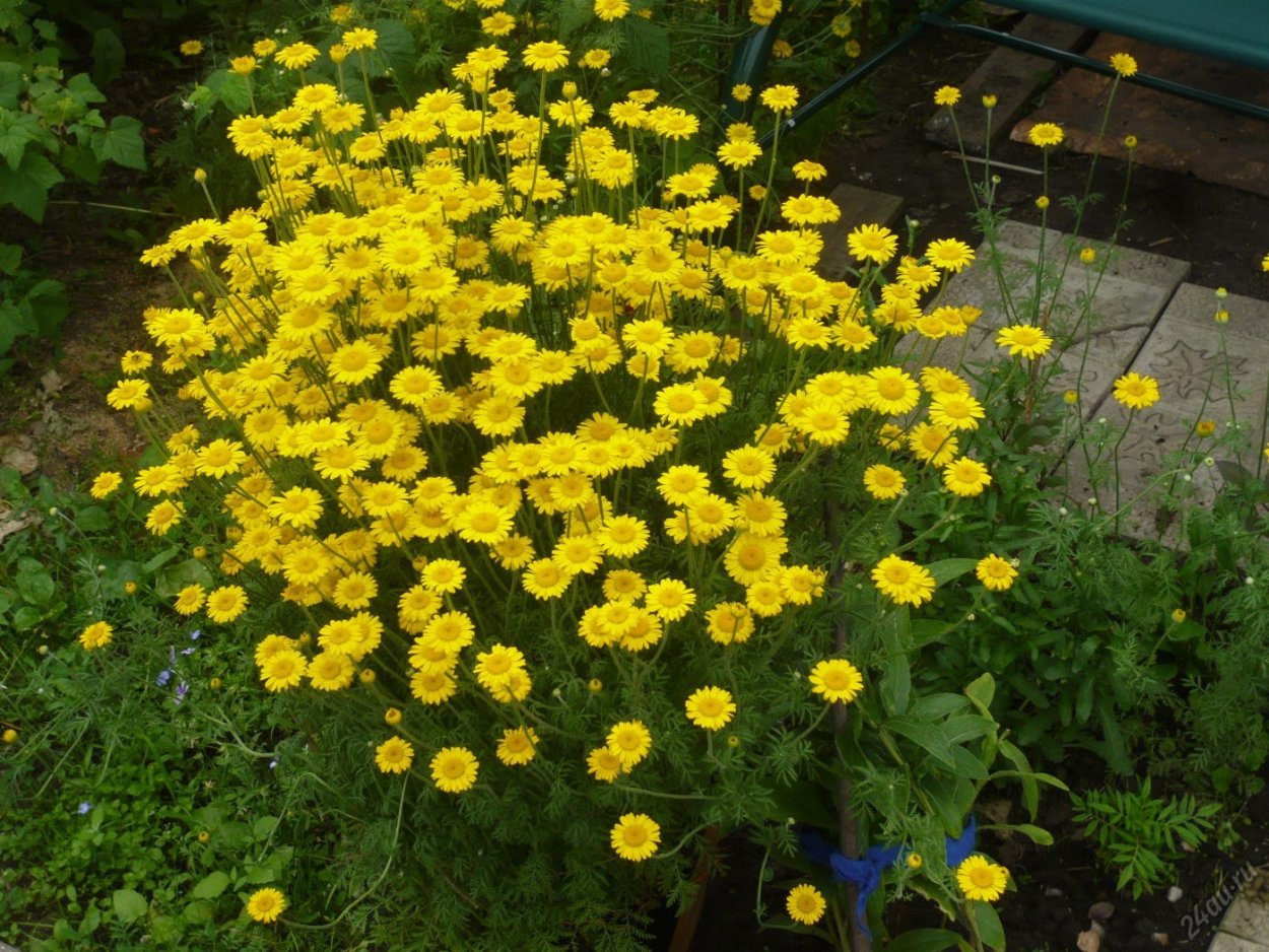 Энотера двулетняя