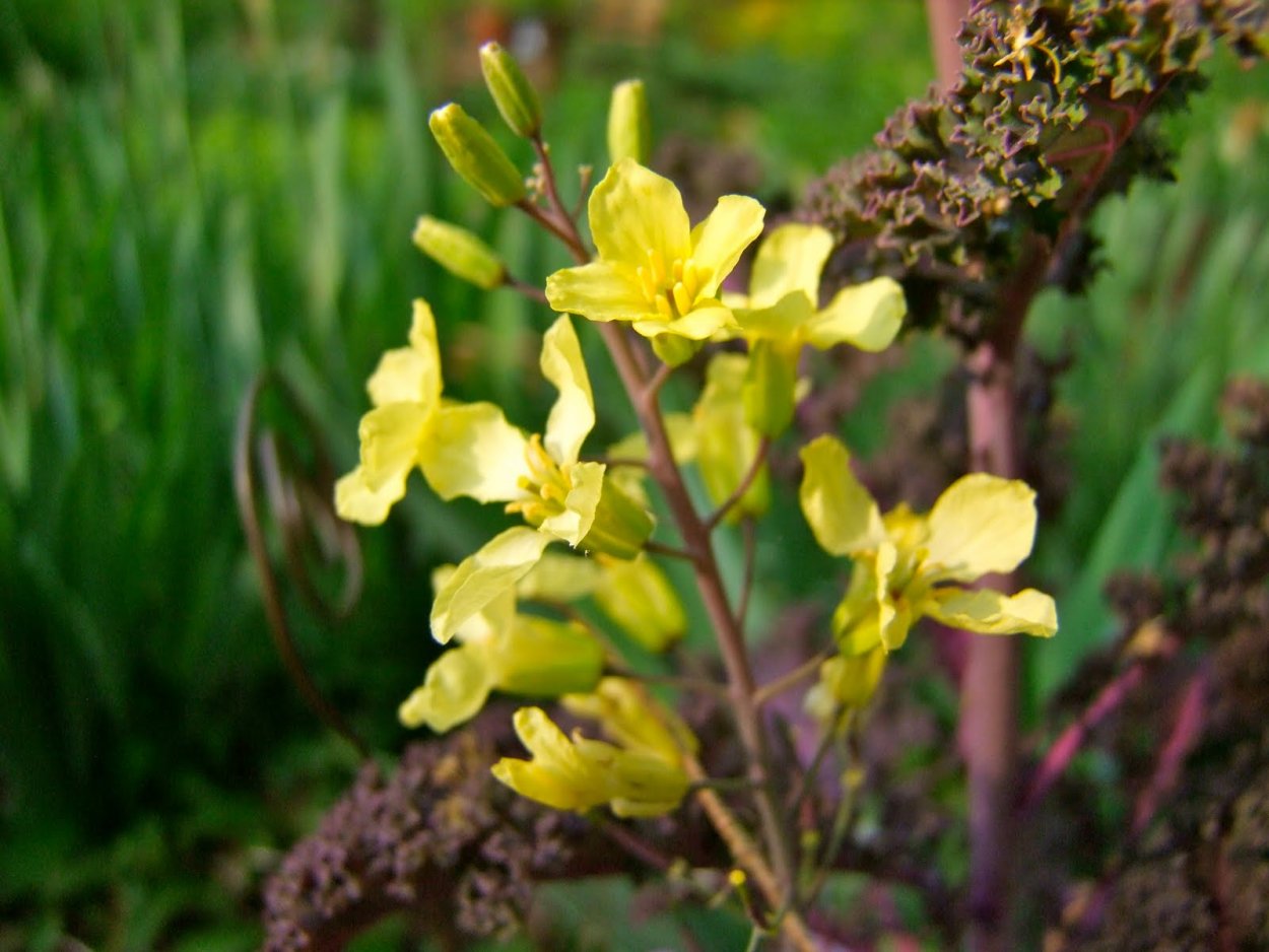 Лунник цветок