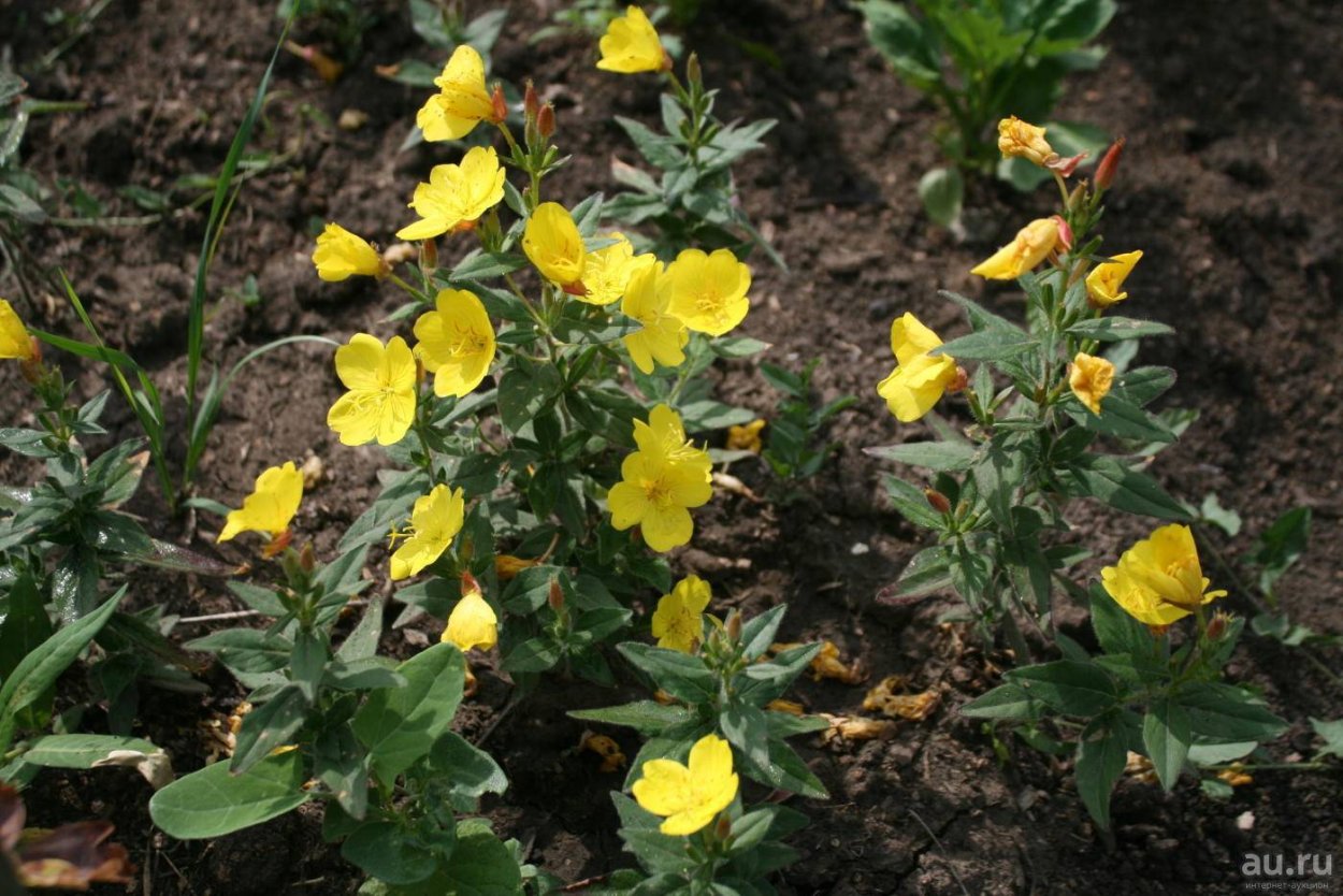 Энотера миссурийская Золотая