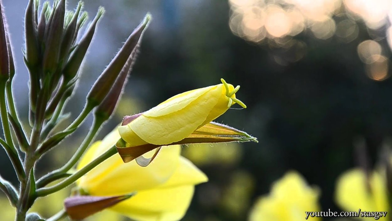 Энотера ослинник