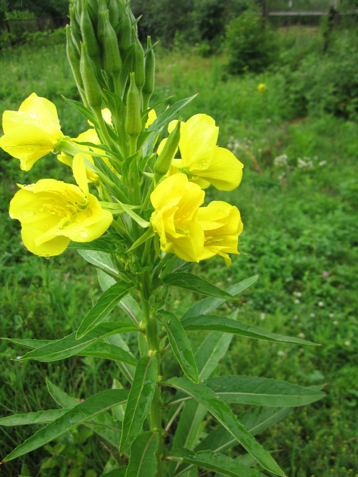 Энотера ослинник ночная свеча