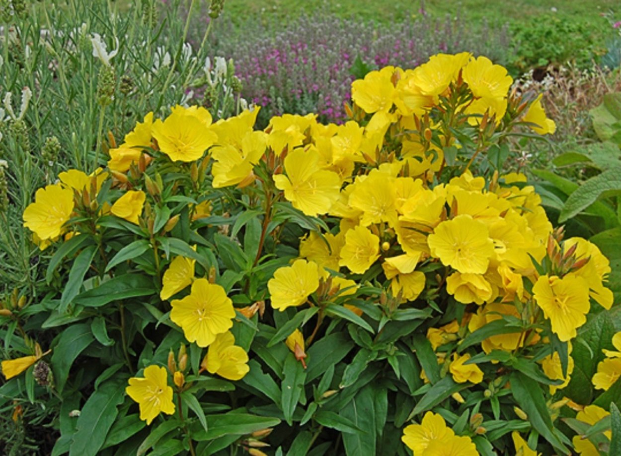 Ослинник вечерняя примула